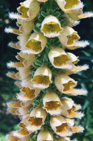 Digitalis laevigata